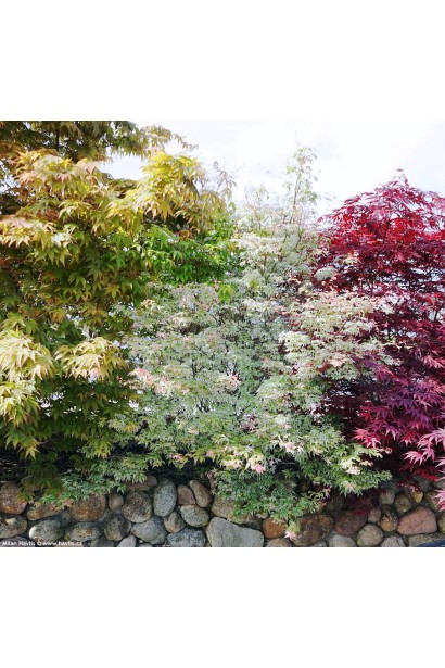 Клен укигумо в дизайне японского сада.